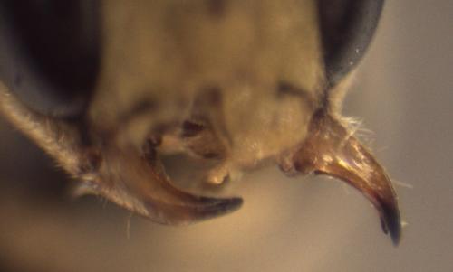 Eutanyacra crispatoria